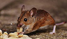 24 Hour & Emergency Exterminators in Jefferson Twp, NJ